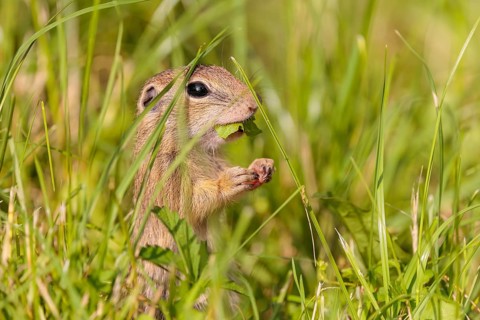 A young European ground squirrel (Spermophilus citellus) or European souslik stands in a meadow