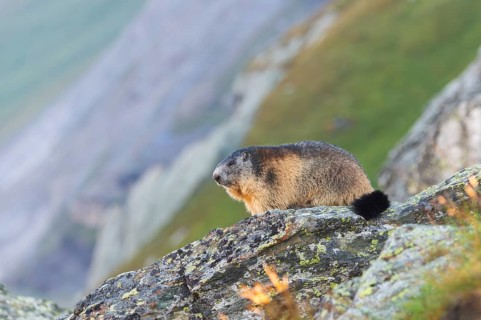 Alpine marmot (Marmota marmota) in autumn, Grossglockner, High Tauern National Park, Austria,