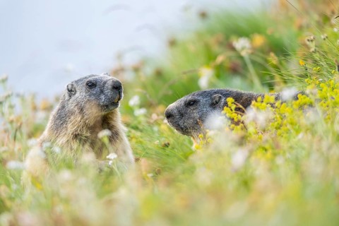 Alpine marmot (Marmota marmota) in autumn, Grossglockner, High Tauern National Park, Austria,