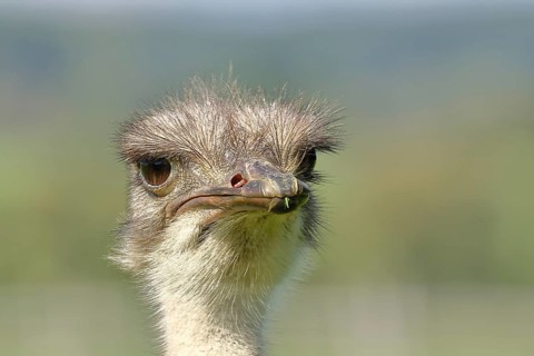Common ostrich (Struthio camelus), portrait, captive, Rhineland-Palatinate, Germany, Europe