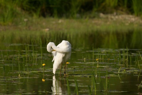 Great White Egret (Ardea alba), water, plumage care, Lower Austria