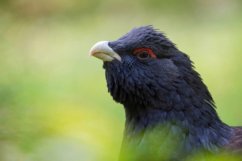 Bold look... Capercaillie (Tetrao urogallus), detailed head portrait, close-up of this beautiful