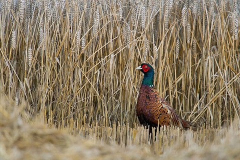 At harvest time... Hunting pheasant (Phasianus colchicus), male pheasant standing in a ripe grain