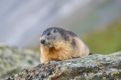 Alpine marmot (Marmota marmota) in autumn, Grossglockner, High Tauern National Park, Austria,