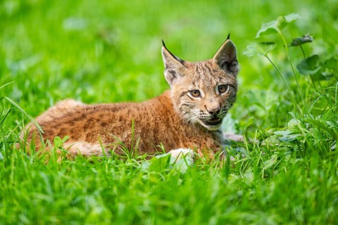 Eurasian lynx (Lynx lynx) youngster on a meadow, Bavaria, Germany, Europe
