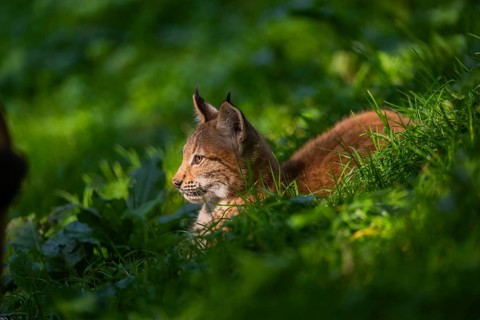 Eurasian lynx (Lynx lynx) youngster on a meadow, Bavaria, Germany, Europe