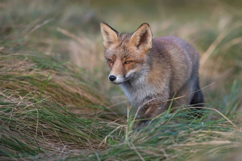 Concentrated... Red fox (Vulpes vulpes), fox hunting in the tall grass of a meadow, Germany,