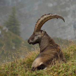 In picturesque surroundings... Ibex (Capra ibex) resting on lush mountain meadows in the Swiss