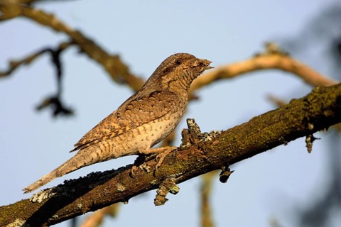 Wryneck (Jynx torquilla) with ant eggs in its beak, looking around attentively, probably wants to