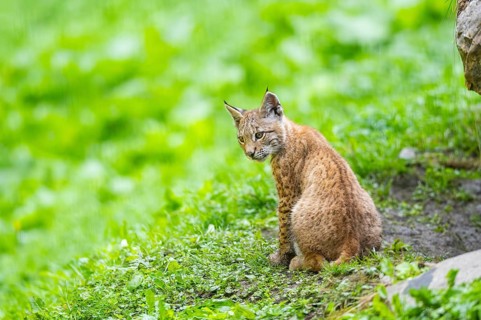 Eurasian lynx (Lynx lynx) youngster on a meadow, Bavaria, Germany, Europe