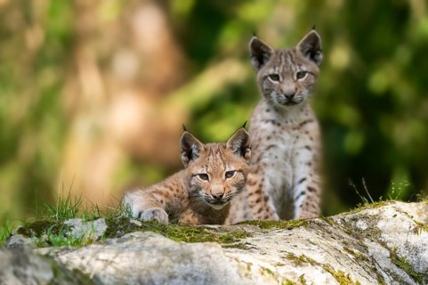 Eurasian lynx (Lynx lynx) youngster on a rock, Bavaria, Germany, Europe