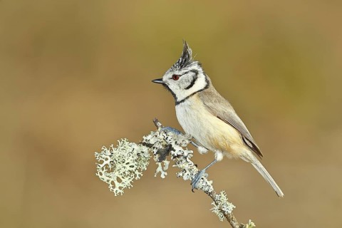 Crested Tit (Lophophanes Scalloped ribbonfish), on a branch overgrown with lichen, Wilnsdorf, North