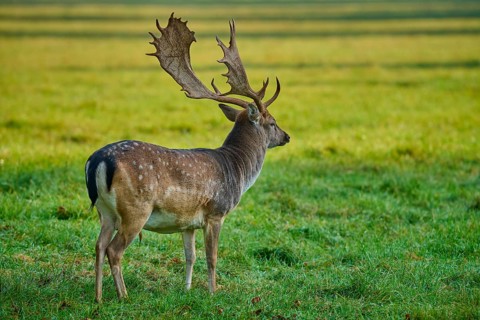 Fallow deer (Dama dama), in standing position with lateral view on a large meadow, Germany, Europe