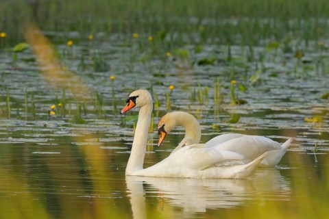 Mute swans (Cygnus olor), juvenile, water, Lower Austria