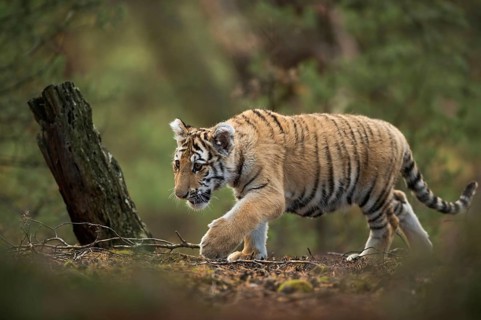 In the middle of the forest... Royal Bengal tiger (Panthera tigris), also known as Indian tiger or