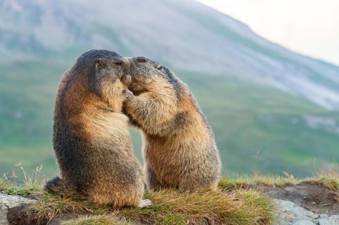 Alpine marmot (Marmota marmota) in autumn, kissing, Grossglockner, High Tauern National Park,