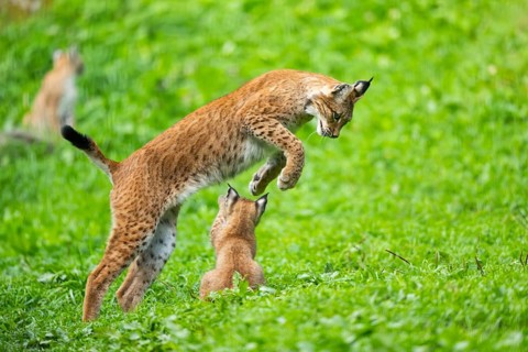 Eurasian lynx (Lynx lynx) youngster on a meadow, Bavaria, Germany, Europe
