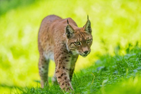 Eurasian lynx (Lynx lynx) on a meadow, Austria, Europe