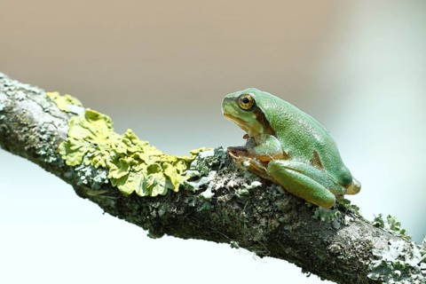 European tree frog (Hyla arborea) sitting on a lichen-covered branch in its natural environment,