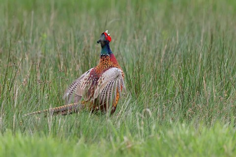 Pheasant, hunting pheasant (Phasianus colchicus), adult male bird during mating call in a meadow,