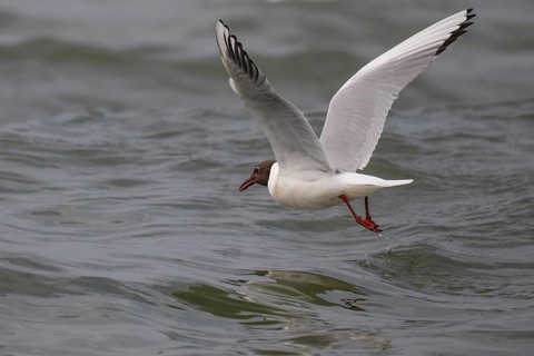 Black-headed gull (Chroicocephalus ridibundus) in summer plumage, flying above the water surface,