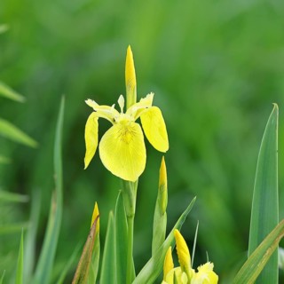 Marsh iris (Iris pseudacorus), yellow flower in a pond, Wilnsdorf, North Rhine-Westphalia, Germany,