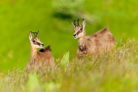 Young chamois exploring a green spring meadow in a natural environment, chamois, chamois,