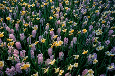 A densely planted field of yellow daffodils and pink hyacinths, Keukenhof, Lisse, province of South
