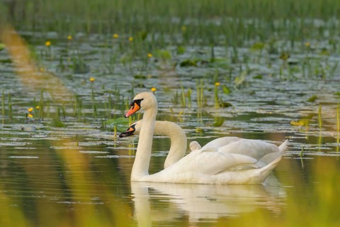 Mute swans (Cygnus olor), juvenile, water, Lower Austria