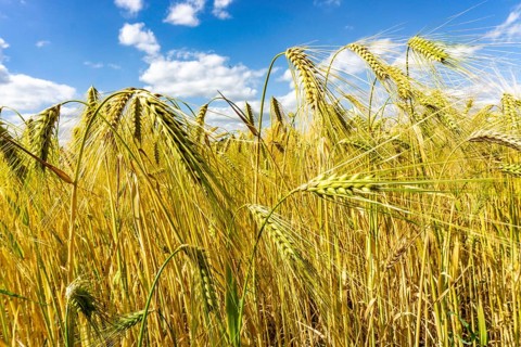 Grain field, in front of harvest, barley, near Bottrop-Kirchhellen, North Rhine-Westphalia,
