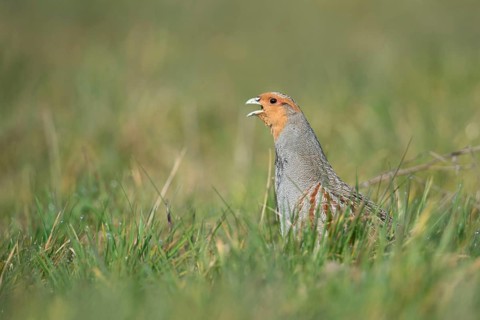 The mating call... Grey partridge (Perdix perdix), partridge in a natural meadow calls during the