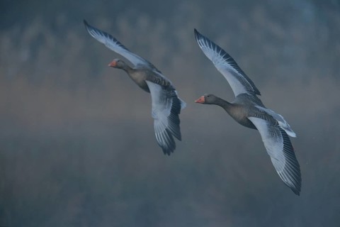 In the early morning fog... Greylag geese (Anser anser), pair, couple flying side by side in