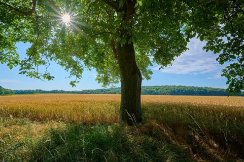 Large walnut tree provides shade over a golden field with a bright blue sky, summer, Neubrunn,