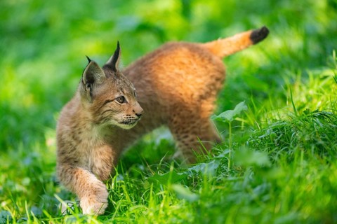 Eurasian lynx (Lynx lynx) youngster on a meadow, Bavaria, Germany, Europe