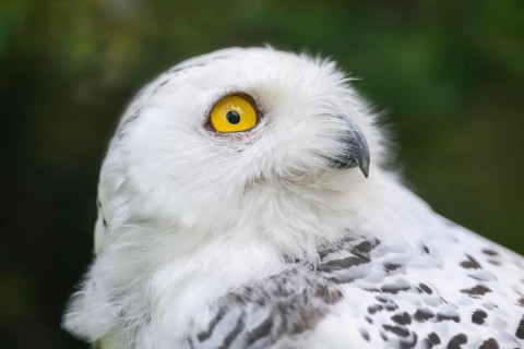Snowy owl (Bubo scandiacus), portrait, Bavaria, Germany, Europe