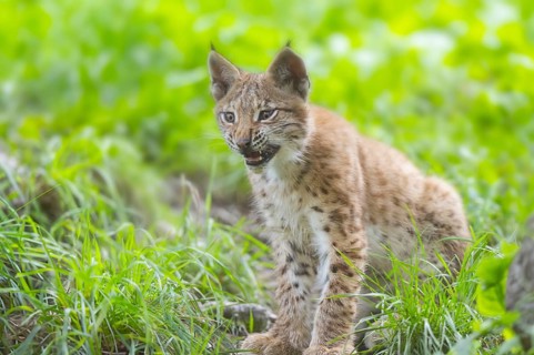 Eurasian lynx (Lynx lynx) youngster on a meadow, Bavaria, Germany, Europe