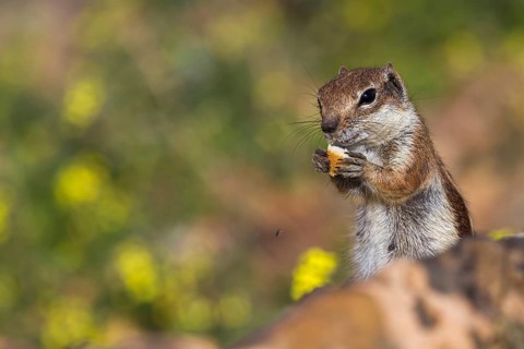 Atlas squirrel (Atlantoxerus getulus) or North African bristle squirrel, Fuerteventura, Canary