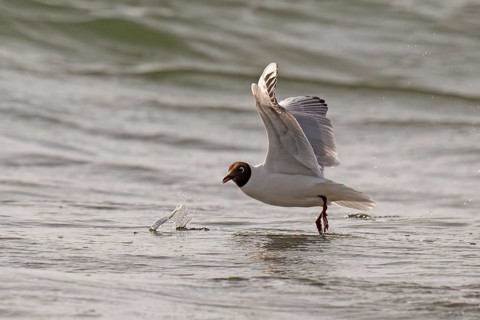 Black-headed gull (Chroicocephalus ridibundus) in summer plumage, flying above the sea surface,