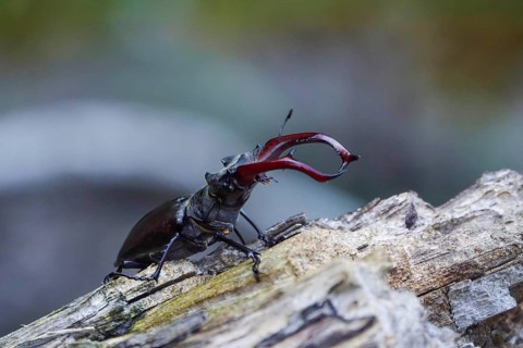 Fascinating stag beetle (Lucanus cervus), insect of the year 2012, June, Saxony, Germany, Europe