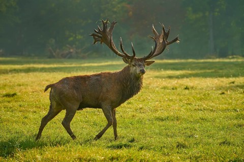 Red deer (Cervus elaphus), majestic stag with antlers roaming through the grass in soft morning