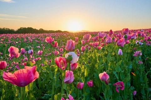 Opium poppy (Papaver somniferum), pink poppies in a soft sunrise and a peaceful natural atmosphere,