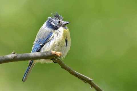Feather loss on the head... Blue tit (Cyanistes caeruleus), probably sick bird, perhaps infested