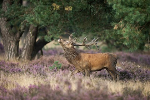 Threatening behaviour... Red deer (Cervus elaphus), capital stag in the midst of flowering heath