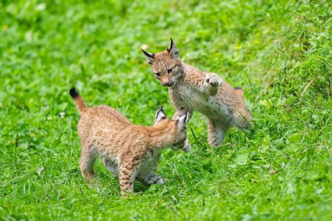 Eurasian lynx (Lynx lynx) youngster on a meadow, Bavaria, Germany, Europe