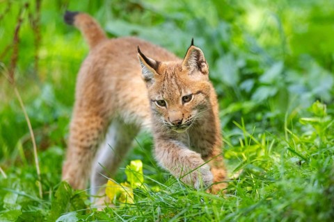 Eurasian lynx (Lynx lynx) youngster on a meadow, Bavaria, Germany, Europe