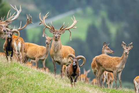 Red deer (Cervus elaphus) stag Mouflon (Ovis gmelini) ram on a meadow in tirol, Kitzbühel, Wildpark