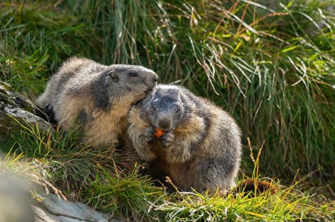 Alpine marmot (Marmota marmota) in autumn, Grossglockner, High Tauern National Park, Austria,