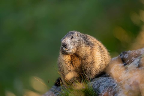 Alpine marmot (Marmota marmota) in autumn, Grossglockner, High Tauern National Park, Austria,