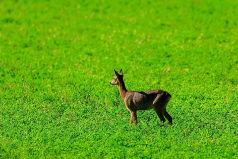 A roe deer stands quietly in the middle of a wide green meadow, Roe deer (Capreolus capreolus),