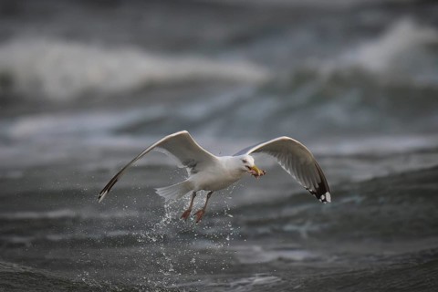 Herring gull (Larus argentatus) in the surf with a captured starfish in its beak, Hvide Sande,
